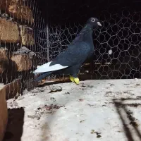 مینا سیاه خوشکل دستا۶به۶|پرنده|بیرجند, |دیوار