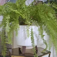 گل سرخصی سالم سرحال