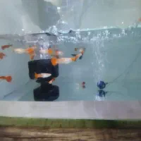 آکواریوم.. کوپی|ماهی|قم, شاه ابراهیم|دیوار