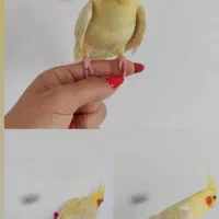 عروس هلندی لوتینو