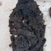 پشم گوسفندی مناسب بالش ولحاف