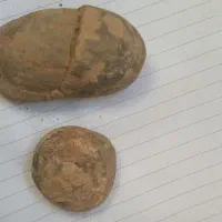 فسیل دوکفه‌ای