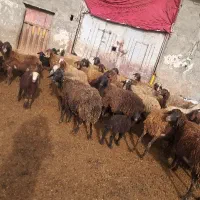 میش افشار چال