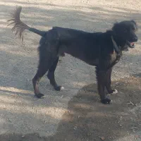 سگ قدرجونی|سگ|کامیاران, |دیوار