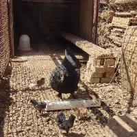 مرغ و خروس و جوجه