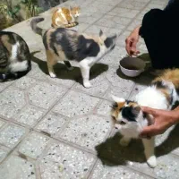 گربه خانگی واگذار
