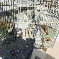 سهره قناری مست مست معاوضه|پرنده|شیراز, طلاب|دیوار