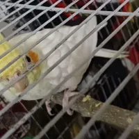 عروس هلندی لوتینو نر