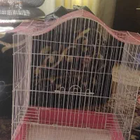قفس پرنده