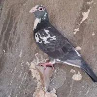 کبوتر بوم ‌کاردرست