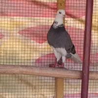 کبوتر