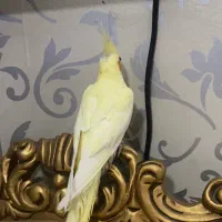 عروس هلندی گم شده مژده گونی میدم