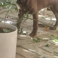 توله یک پیتبول