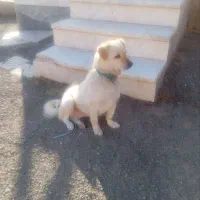 فروش سگ پا کوتاه