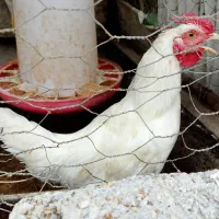 خروس چهل تاج