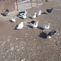 اردک شمالی|حیوانات مزرعه|بیرانوند, |دیوار