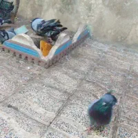 چند جفت کفتر|پرنده|میانه, |دیوار