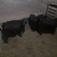 بز شیری|حیوانات مزرعه|صوفیان, |دیوار