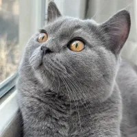 گربه بریتیش کاملترین نژاد