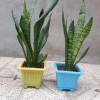 گل سانسوریا