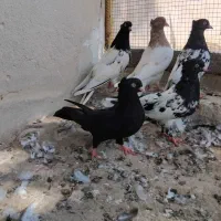 کبوتر|پرنده|بندر کنگان, |دیوار