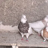 کبوتر طوقی نر و ماده با جوجه