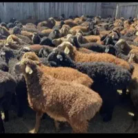 چاق درجـ1 مصرف خونگی