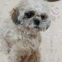 شیتزو پودل مینیاتور|سگ|شیراز, گلشن|دیوار