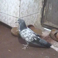 این کبوتر گمشده هر کی گرفته بگه  بهش کبوتر میدم