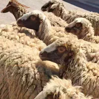 ۹راس شک سه شیره دهان مهر در هلیلان