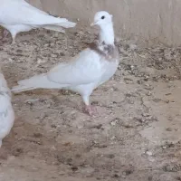 طوقی|پرنده|خزل, |دیوار