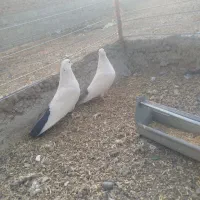 3 جفت دمبی|پرنده|ملکان, |دیوار