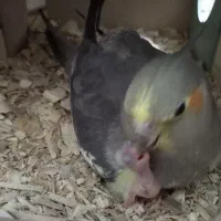 یک جفت عروس هلندی مولدت با جوجه و چال