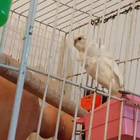 مرغ عشق پروانه‌ی یک جفت