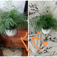 گل،بهترین هدیه روز مادر|گل و گیاه طبیعی|نیشابور, بزرگمهر|دیوار