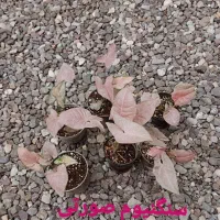 سانسوریا|گل و گیاه طبیعی|رشت, کوی طالقانی|دیوار