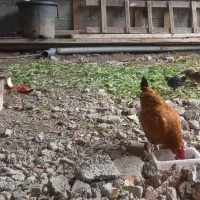 مرغ