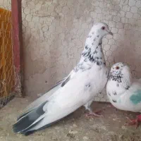 کبوتر پتی واله