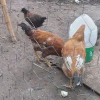 خروس محلی ۷ماهه