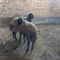 قوچ همو|حیوانات مزرعه|ماهنشان, |دیوار