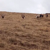 بوقلمون محلی|پرنده|سقز, |دیوار