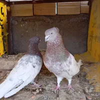 سینه سیاه کله سرخ