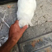 خرگوش