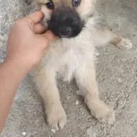 سگ دو رگه اشپیتز