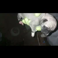 سگ ماده عراقی