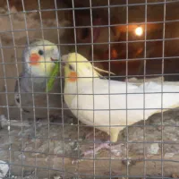 دوجفت عروس هلندی رام