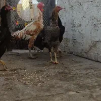 تخم لاری حسابی محدود