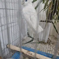 کاکادو معاوضه کاسکو