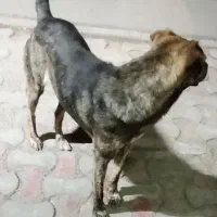 سگ نگهبان.                                گم شده