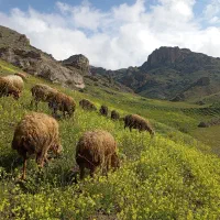 ۲۳۵عدد گوسفند ب فروش می رسد